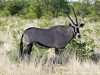 Namibia Etosha Picture