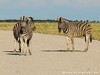 Namibia Etosha Picture