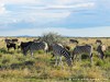 Namibia Etosha Picture