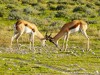 Namibia Etosha Picture