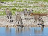 Namibia Etosha Picture