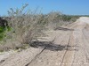 Namibia Etosha Picture
