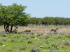 Namibia Etosha Picture