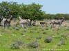 Namibia Etosha Picture