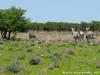 Namibia Etosha Picture