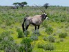 Namibia Etosha Picture