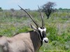 Namibia Etosha Picture
