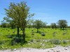 Namibia Etosha Picture