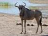 Namibia Etosha Picture
