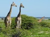 Namibia Etosha Picture