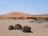 Namibia Gobabeb Picture
