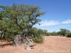 Namibia Grootberg Picture