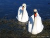 Norway Lindesnes Picture