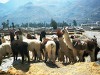 Peru Colca Canyon Picture