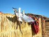 Peru Lake Titicaca Picture