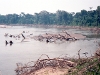 Peru Manu National Park Picture