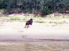 Peru Manu National Park Picture