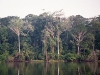 Peru Manu National Park Picture