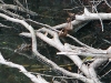 Peru Manu National Park Picture