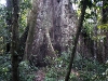 Peru Manu National Park Picture