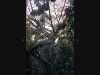 Peru Manu National Park Picture