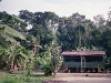 Peru Manu National Park Picture