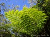 La Réunion Forêt de Bébour Picture