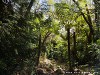 La Réunion Forêt de Bébour Picture