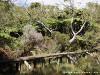 La Réunion Forêt de Bébour Picture