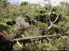 La Réunion Forêt de Bébour Picture