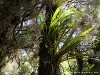 La Réunion Forêt de Bébour Picture