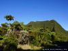 La Réunion Forêt de Bébour Picture