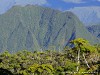 La Réunion Forêt de Bébour Picture