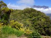 La Réunion Forêt de Bébour Picture