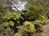 La Réunion Forêt de Bébour Picture