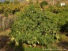 La Réunion Island Picture