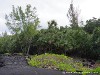 La Réunion Point de la Table Picture