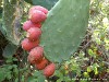 Sardinia Bultei Picture