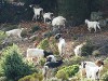 Sardinia Cala Goloritze Picture