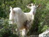 Sardinia Cala Goloritze Picture