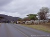 South Africa Picture