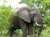 South Africa - Kruger NP - Picture