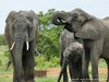 South Africa - Kruger NP - Picture