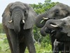 South Africa - Kruger NP - Picture