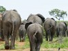 South Africa - Kruger NP - Picture