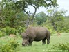 South Africa - Kruger NP - Picture