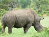 South Africa - Kruger NP - Picture