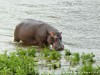 South Africa - Kruger NP - Picture