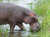 South Africa - Kruger NP - Picture