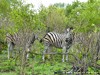 South Africa - Kruger NP - Picture